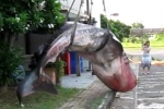 July 2011 – Whale shark in Taiwan