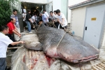 Whale Shark Served in Chinese Restaurant
