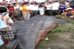 Whale shark caught in Vietnam