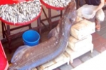 Rare shark caught in Turkey
