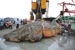 Whale Shark caught in China