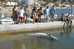 Dead Shark found in Mallorca