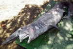 Goblin Shark caught in Brazil