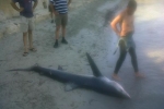 Spearfisherman kills blue shark in Malta