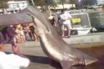 Bluntnose Sixgill shark found dead in Mallorca 15. Sept 2011
