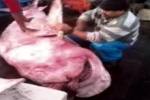 Part 2 – Tiger Shark caught by trawler in Brazil