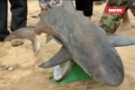 Vietnamese Fisherman captures Sharks