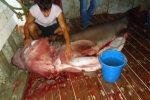 Sixgill Shark caught in Albania