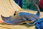 Researcher Uses Satellites to Track Cownose Ray