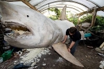 Replica of Huge White Shark in Germany