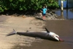 Aussie Shark alert high after shark caught