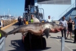 Great White Shark caught in New South Wales Australia