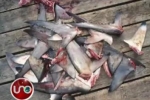Costa Rican delegate comments on shark massacre in Colombia