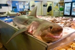 Porbeagle shark displayed by UK fishmonger