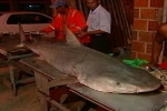 Tiger shark caught in Brazil