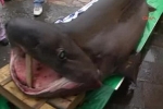 Oct 2011 Bluntnose Sixgill Shark in Turkey