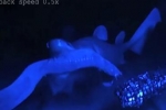 Scientists film hagfish anti-shark slime weapon