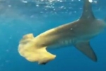 Reunion Island: Hammerhead shark inspects fishing vessel