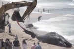 Shark net kills humpback whale in KZN