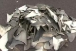 Shark Fins confiscated in Galapagos Islands Oct 2011