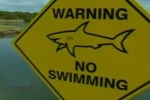 Aussie Golfers Brave Shark-Infested Course