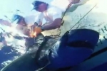 Tiger Shark Tagging in the Bahamas