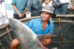 Shark Finning in Vietnam