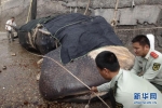 Another Whale Shark caught in China