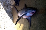 Thresher Shark caught off French Mediterranean coast