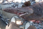 Head of rare shark donated to Melbourne Museum
