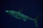 Sad News: Released Great White Shark dead