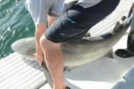 USF partners with Mote Marine Lab to tag sharks