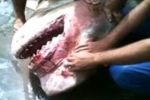 Big Tiger Shark in Jureia Brazil