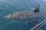 18 foot Great White Shark off North Carolina