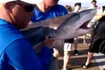 Tiger Shark Tag & Release in Florida