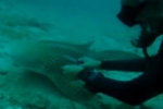 Divers try to help Zebra Shark