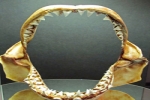 Halifax Museum displays Great White Shark Jaw
