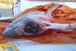 Salmon Shark washes up on beach in Canada