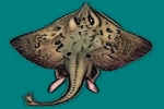 NMFS rejects endangered status for four skate species