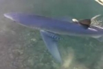 Blue Shark filmed in Menorca Spain