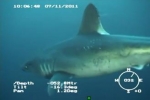 Nov 2011 Porbeagle Shark filmed in North Sea
