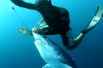 Shark Haphazard – Pelagic Life