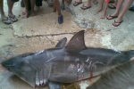 Young Great White Shark killed in NSW Australia
