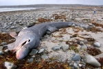 Dead basking shark found on beach in Canada