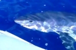 Mystery Mackerel Shark in Hawaii