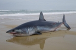 Mako shark found beached in France