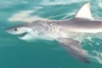Angler catches Great White Shark in Victoria Australia