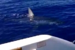 Hawaii – Giant Mako Shark filmed near Kaena Point in Oahu