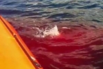 Part 1 – Mako Shark preys on Spinner Dolphin