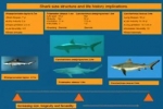 Managing top predators: Reef shark fisheries